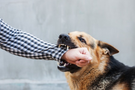 An aggressive German Shepherd dog biting a person's arm, illustrating a dog bite injury.