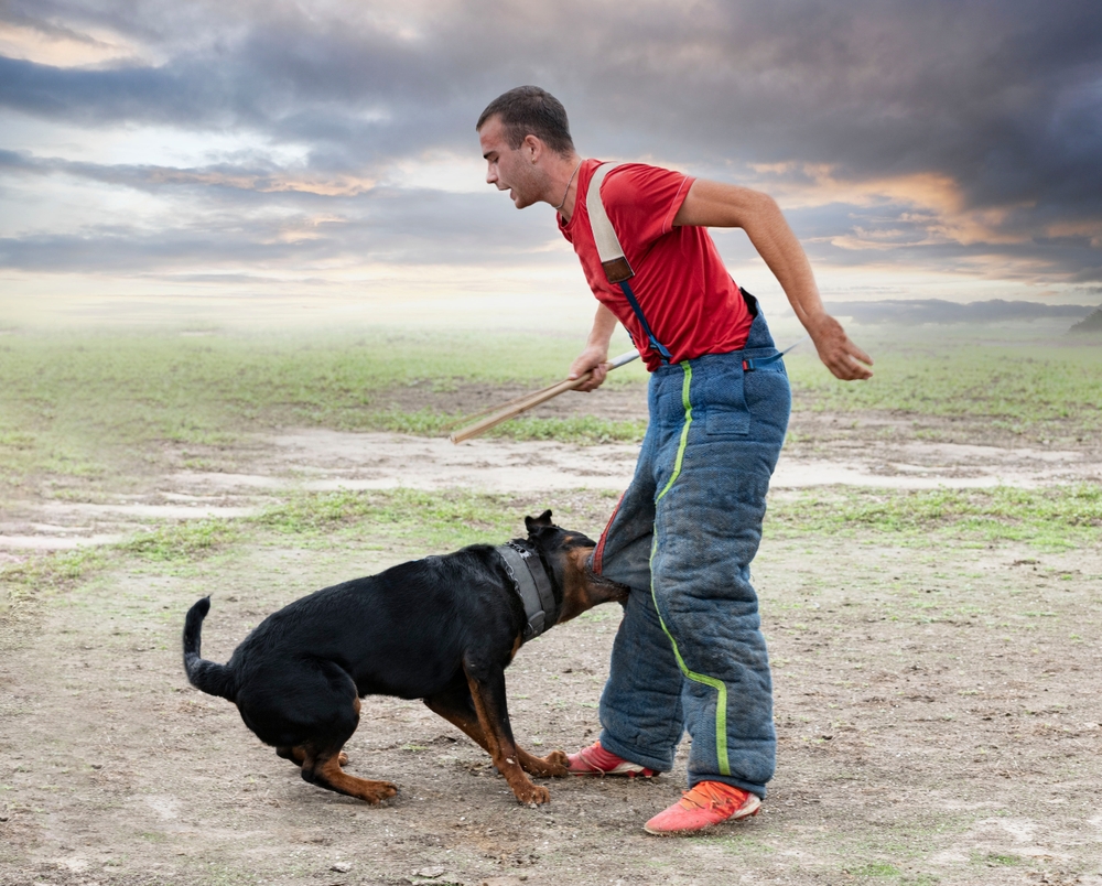 You are currently viewing Ohio Dog Bite Law- What are your rights?