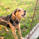 Bitten by a Dog? Here’s What Ohio Law Says