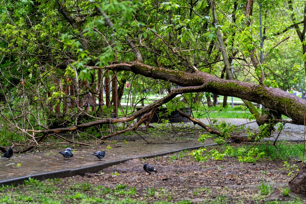 You are currently viewing Father Files Wrongful Death Lawsuit In Ohio After Daughter’s Death By Fallen Tree