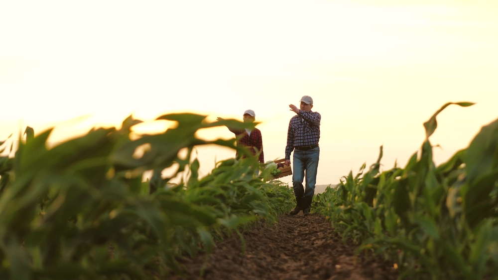 You are currently viewing Town Hall Meeting Scheduled On Syngenta Lawsuit Information For Ohio Corn Farmers