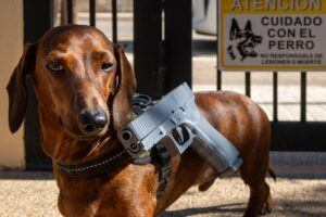 Read more about the article Children Injured In Baby Gate Injuries Has Tripled Since 1990